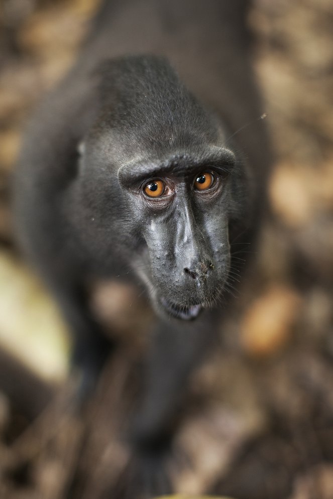 A természeti világ - A természeti világ - ismerd meg a majmokat! - Filmfotók