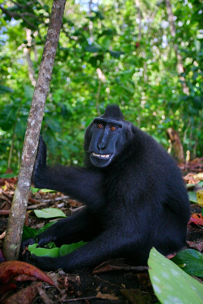 The Natural World - Natural World: Meet the Monkeys - De la película