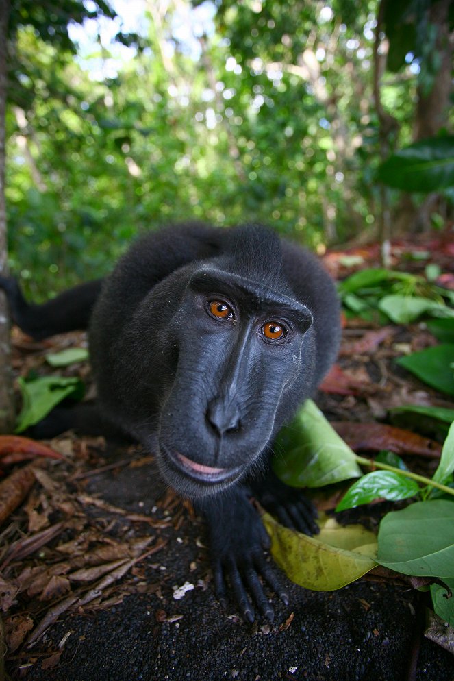 Svět přírody - Příroda: seznámení s opicemi - Z filmu