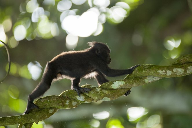 The Natural World - Natural World: Meet the Monkeys - Z filmu