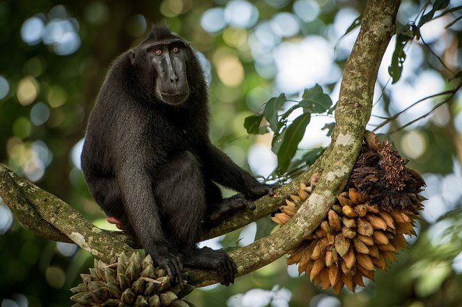 Prirodzený svet - Natural World: Meet the Monkeys - Z filmu