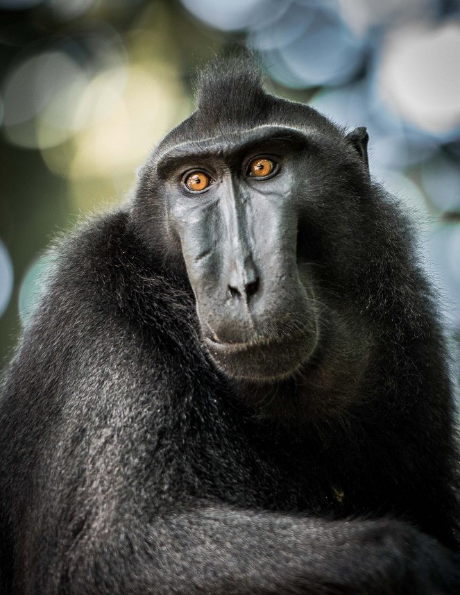 A természeti világ - A természeti világ - ismerd meg a majmokat! - Filmfotók
