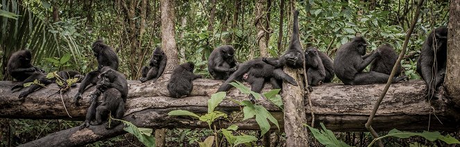 Natural World - Natural World: Meet the Monkeys - Filmfotos