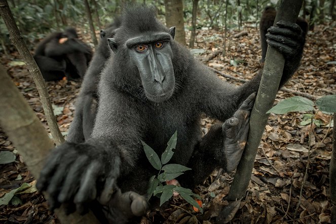 Svět přírody - Série 32 - Příroda: seznámení s opicemi - Z filmu