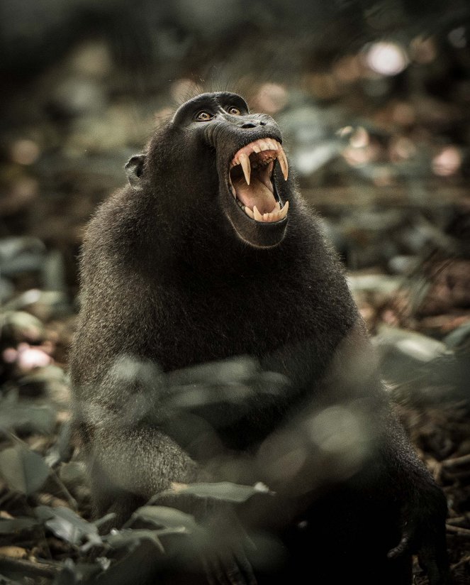 Natural World - Natural World: Meet the Monkeys - Filmfotos