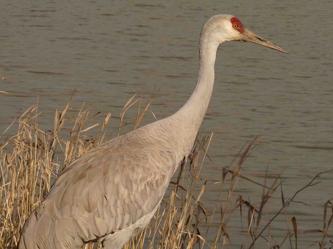 Land der Adler - Britisch Kolumbien im Winter - Kuvat elokuvasta