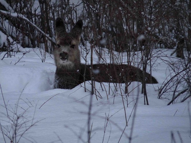 Land der Adler - Britisch Kolumbien im Winter - Photos