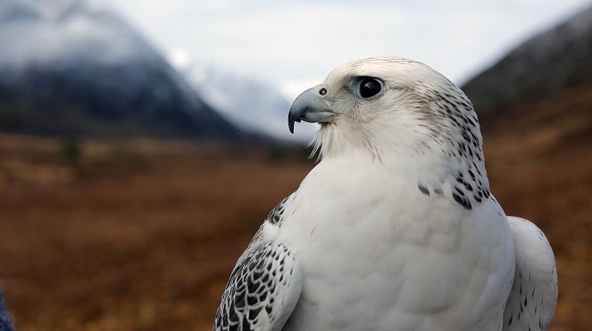 Univerzum - Shetland-szigetek vadvilága - Skócia - Filmfotók