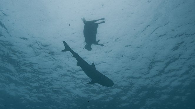 Die Tigerhaie von Norfolk Island - Filmfotos