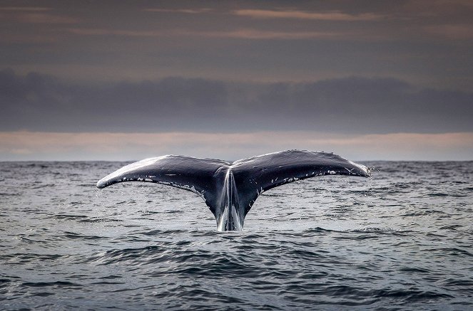 Irlands wilder Atlantik - Wale, Haie und die Tiefsee - Filmfotos
