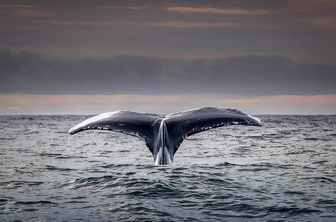 Ireland's Deep Atlantic: Ken O'Sullivan - Van film