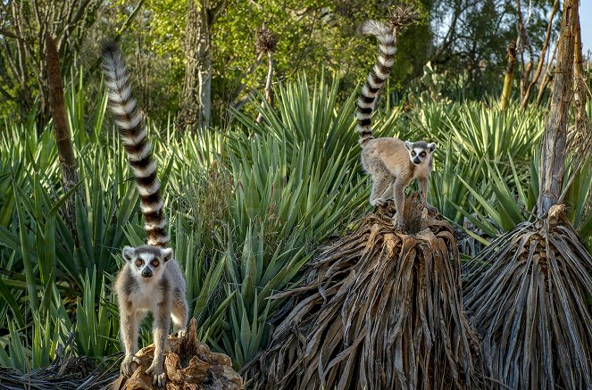 Gangs of Lemur Island - Under Pressure - Photos