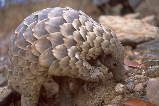 The Life of Mammals - Insect Hunters - Photos