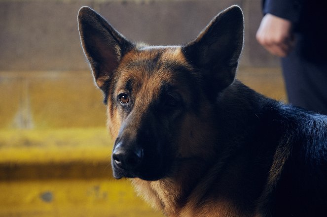 Rex Kanadában - Vakmerő Vagányok - Filmfotók - Diesel vom Burgimwald a kutya