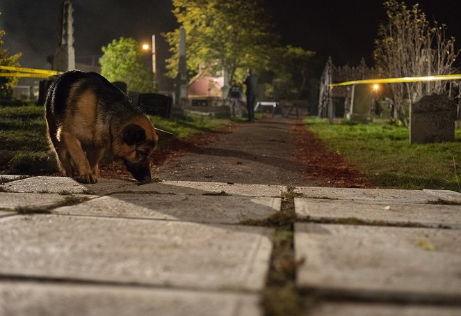 Rex Kanadában - Kísért a múlt - Filmfotók - Diesel vom Burgimwald a kutya