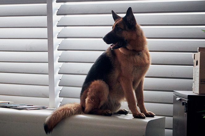 Hudson & Rex - Mord auf Sendung - Filmfotos - Hund Diesel vom Burgimwald