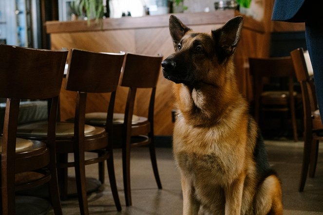 Hudson & Rex - Tödlicher Imbiss - Filmfotos - Hund Diesel vom Burgimwald