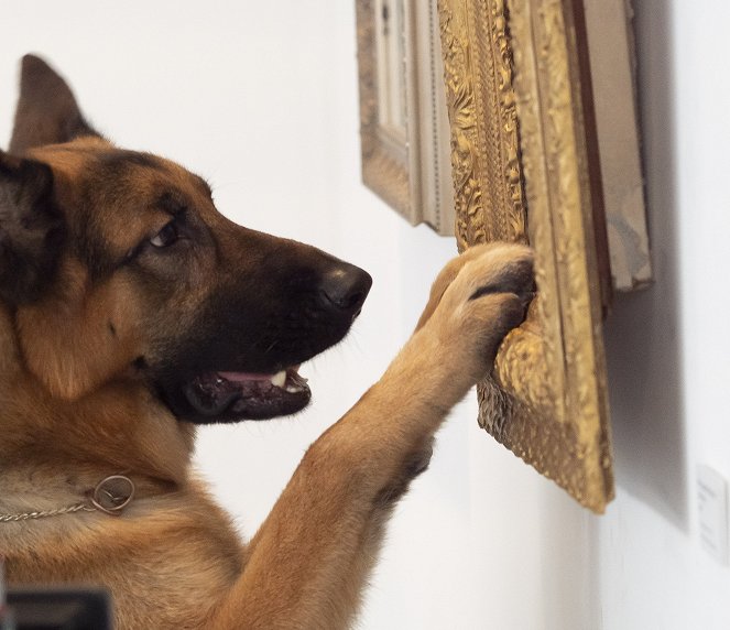 Hudson & Rex - Die Kunst des Mordes - Filmfotos - Hund Diesel vom Burgimwald