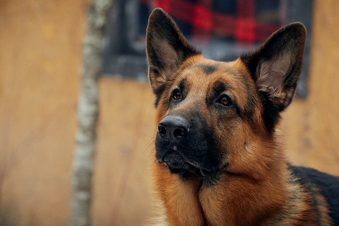 Hudson & Rex - Blut ist dicker als Waser - Filmfotos - Hund Diesel vom Burgimwald