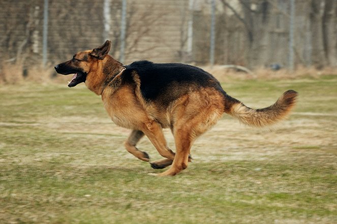 Hudson & Rex - Akte Rex - Filmfotos - Hund Diesel vom Burgimwald
