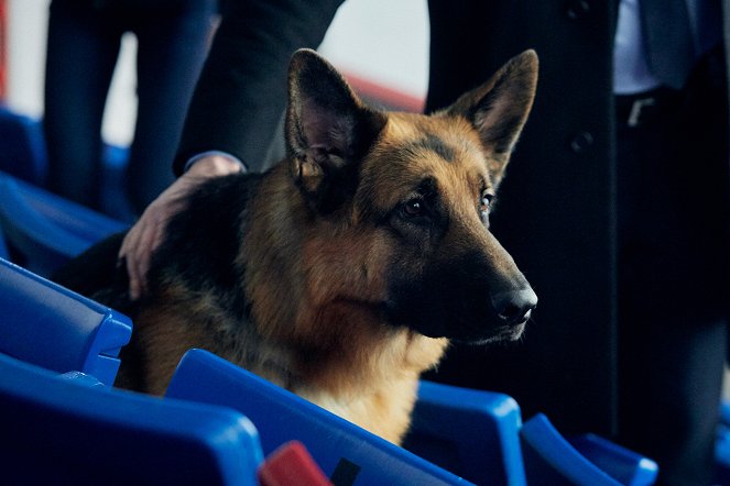 Hudson a Rex - Vražda na ledu - Z filmu - pes Diesel vom Burgimwald