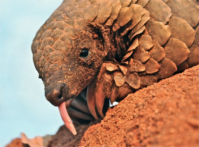 The Natural World - Pangolins: The World's Most Wanted Animal - Photos