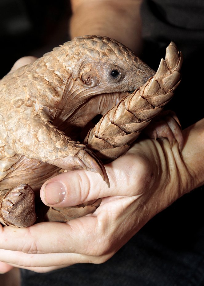 The Natural World - Pangolins: The World's Most Wanted Animal - De la película