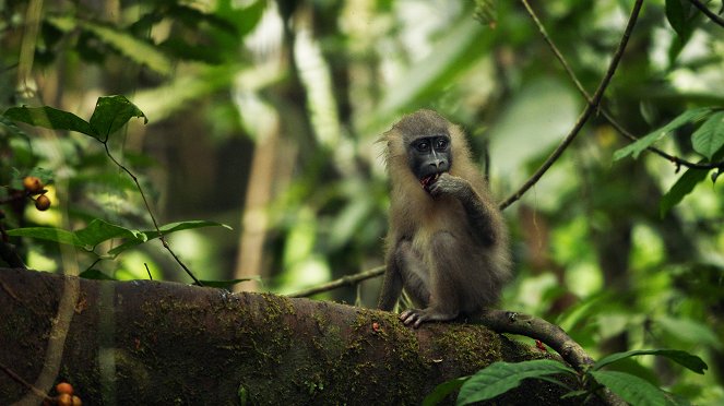 Unter Afrikas Affen - Das Abenteuer - Filmfotos