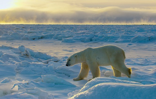 A sarkvidék túlélői - Filmfotók