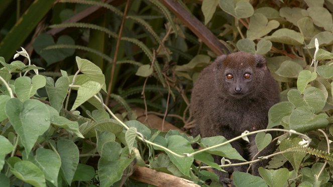 Alaotra: Ohrožený skvost Madagaskaru - Z filmu
