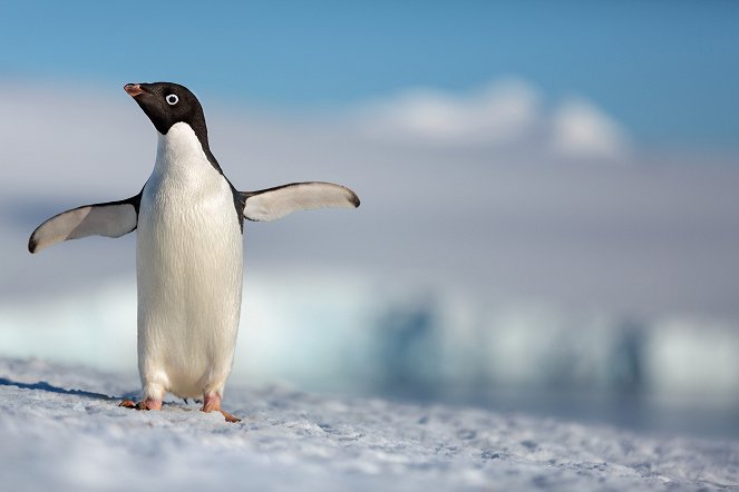 Penguins - De filmes