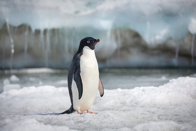 Penguins - Kuvat elokuvasta