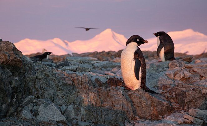 Penguins - Kuvat elokuvasta
