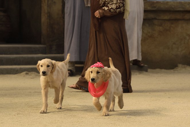Egipskie psiaki - Z filmu