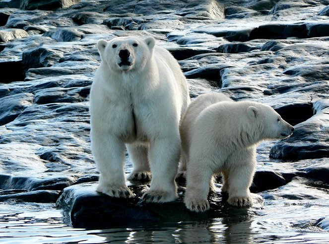 Das Abenteuer der Eisbärenkinder - Do filme