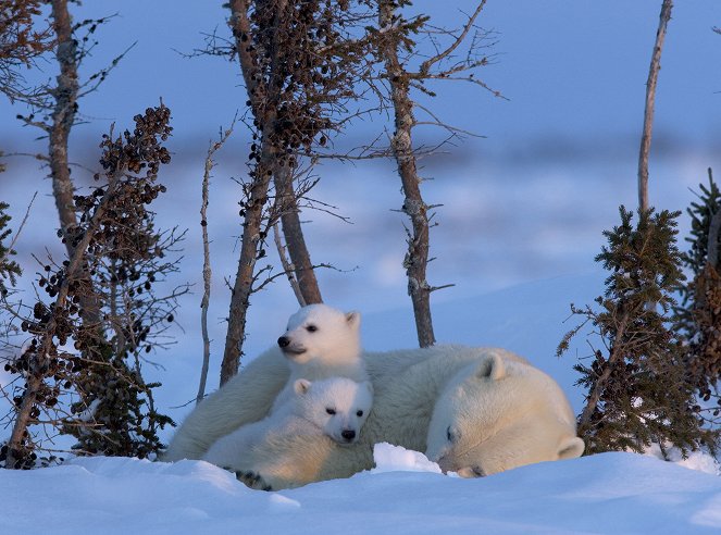 Das Abenteuer der Eisbärenkinder - Filmfotos