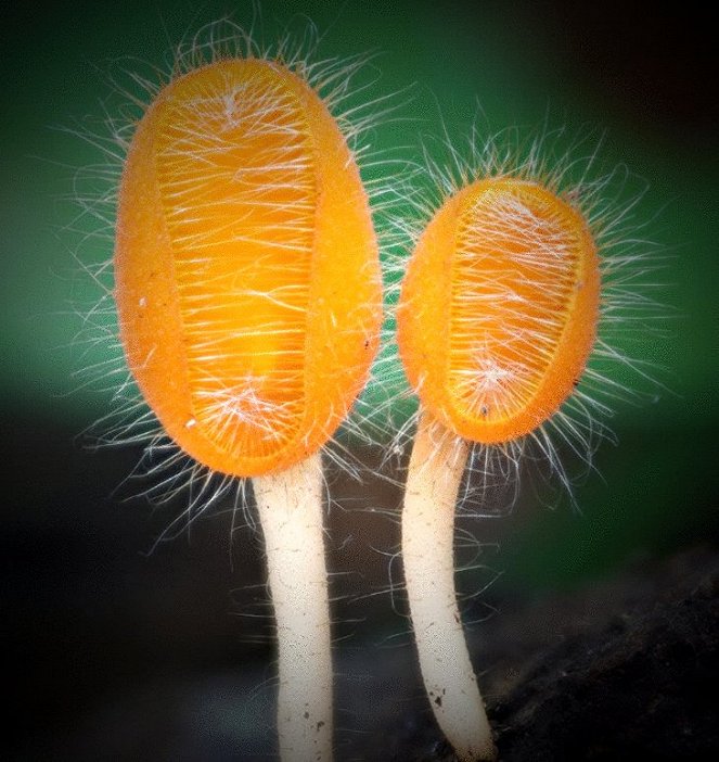 Fantastic Fungi - De la película