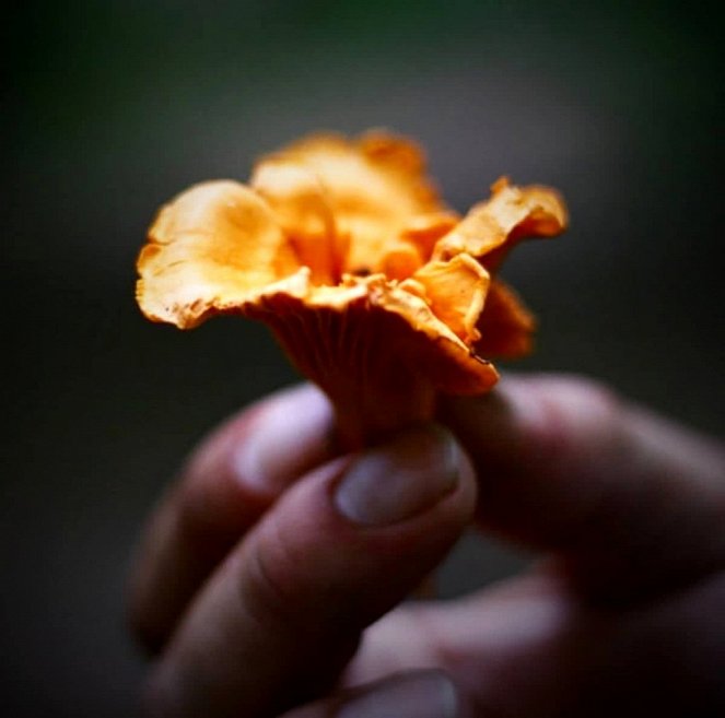 Fantastic Fungi - Filmfotók