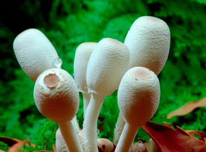 Fantastic Fungi - De la película