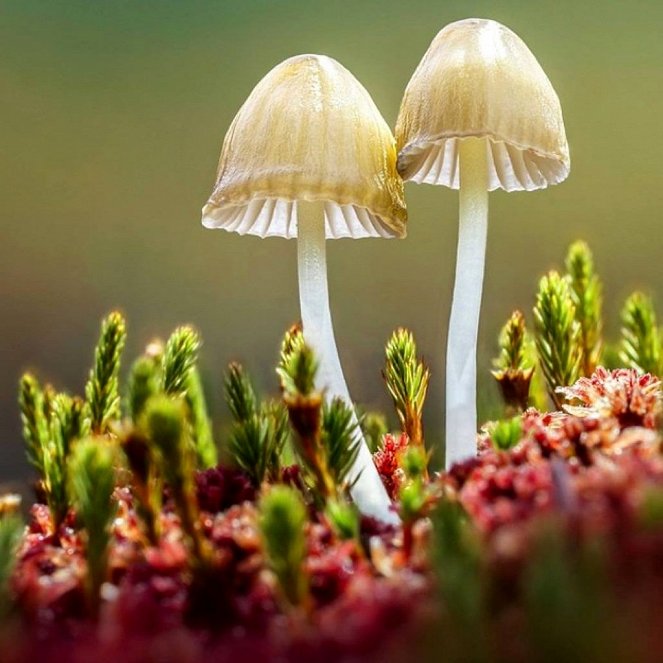 Fantastic Fungi - De filmes