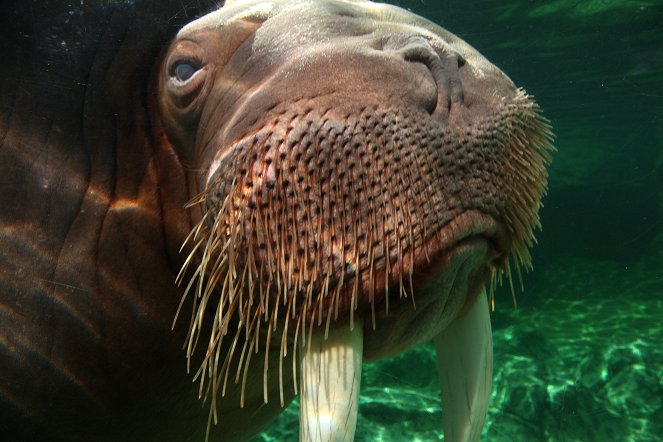 Prirodzený svet - Walrus: Two Tonne Tusker - Z filmu