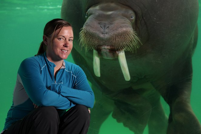 The Natural World - Walrus: Two Tonne Tusker - Z filmu