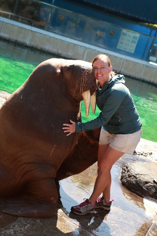 The Natural World - Walrus: Two Tonne Tusker - Kuvat elokuvasta