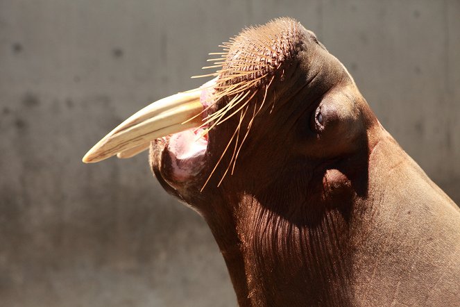 Natural World - Walrus: Two Tonne Tusker - Filmfotos