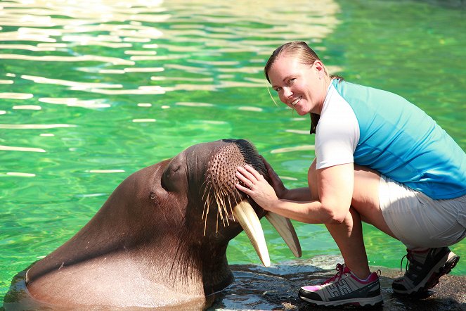 The Natural World - Walrus: Two Tonne Tusker - Kuvat elokuvasta