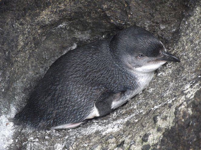 Novozélandští tučňáci - Z filmu