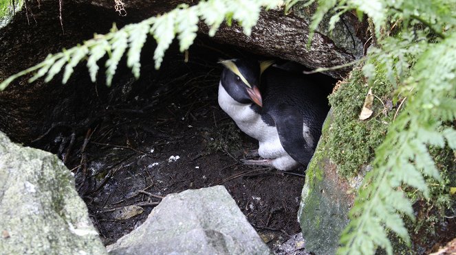 Penguin Central - Photos