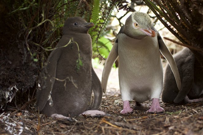 Penguin Central - Kuvat elokuvasta