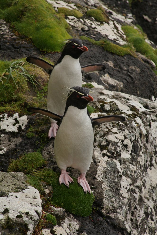 Novozélandští tučňáci - Z filmu