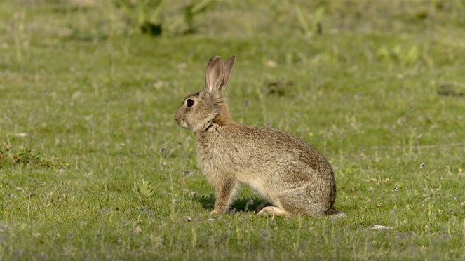 The Surprising World of Rabbits - Photos